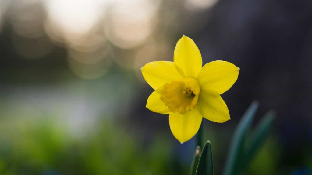 Daffodil Plant Repels Rats
