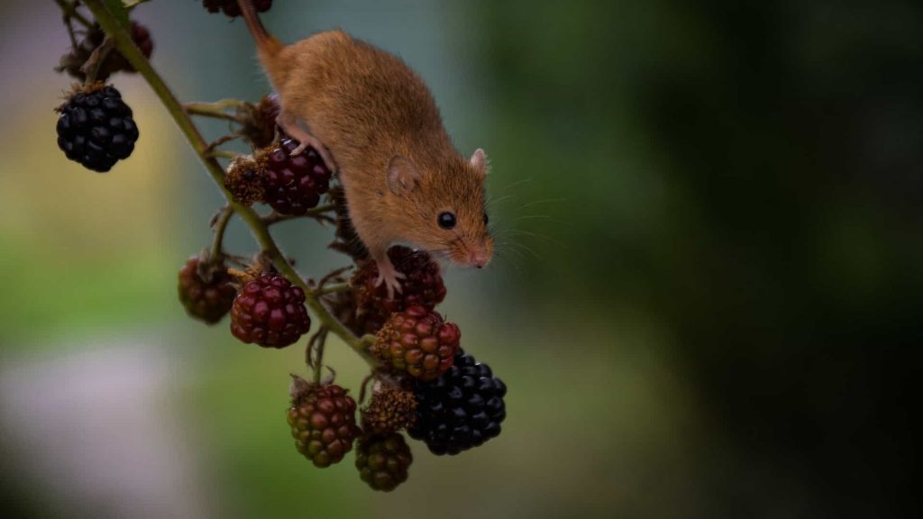 Prune Your Trees to Deter Rats from Jumping In